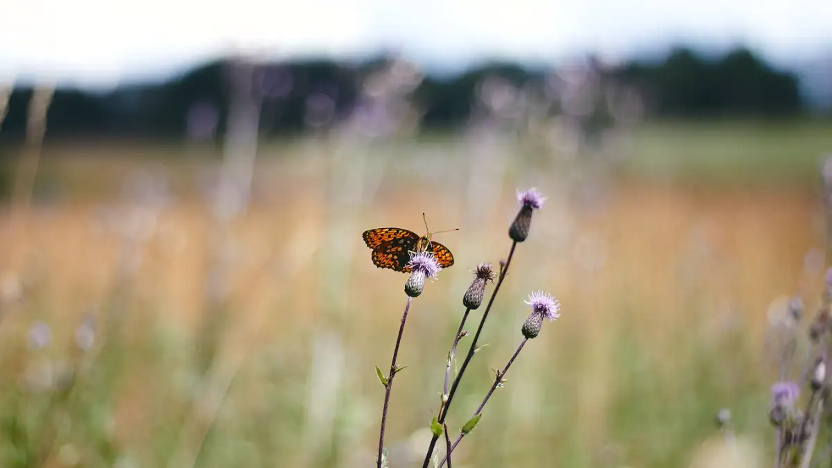 butterfly